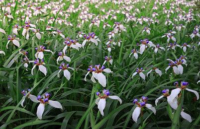 《上古卷轴4：重制版》公布 2006原版和2025年复刻版画面对比